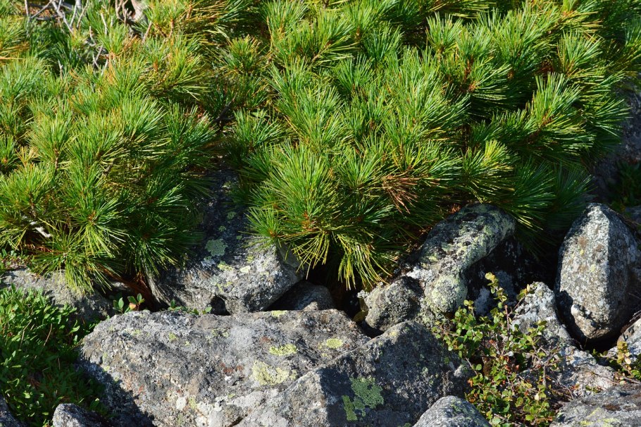 Белое море сосны