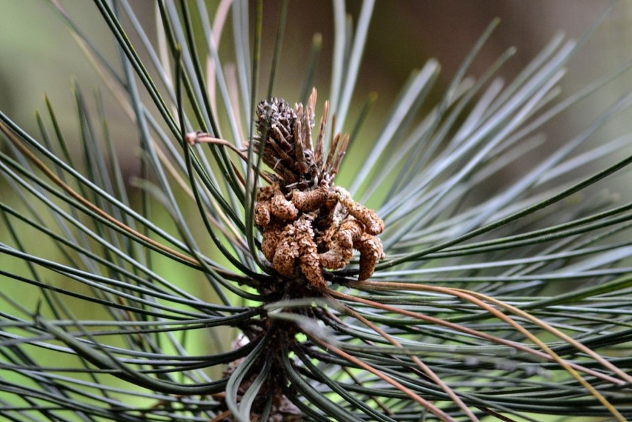 Хвойный лес