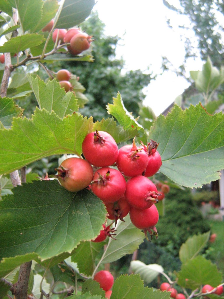 Crataegus arnoldiana