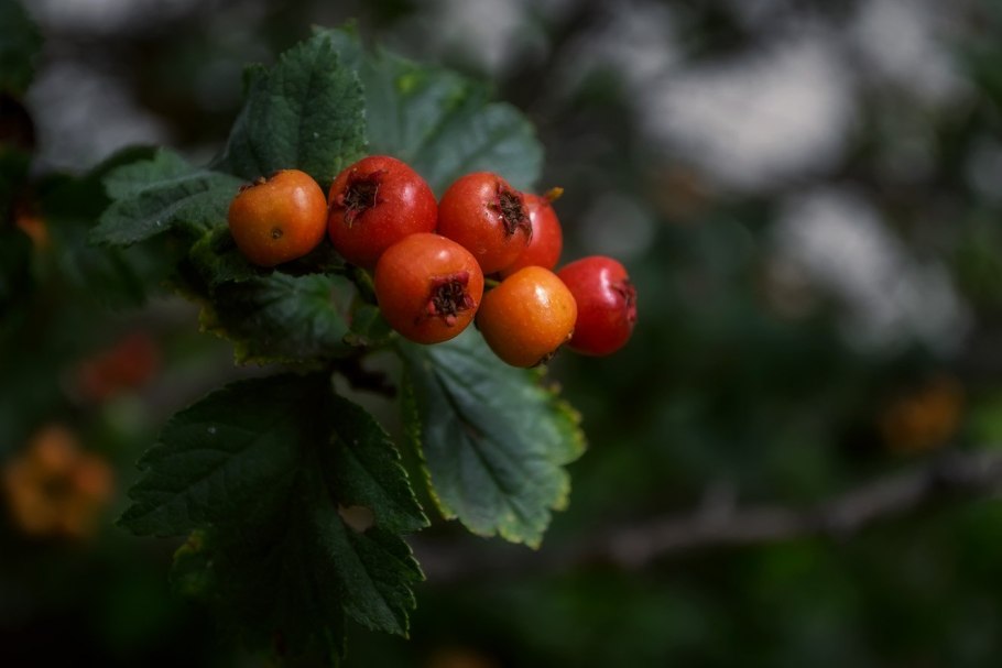 Боярышник однопестичный