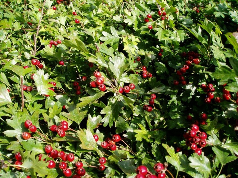 Боярышник кроваво-красный куст