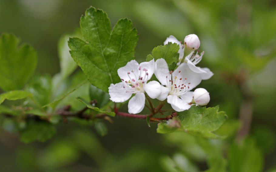 Crataegus sanguinea плод