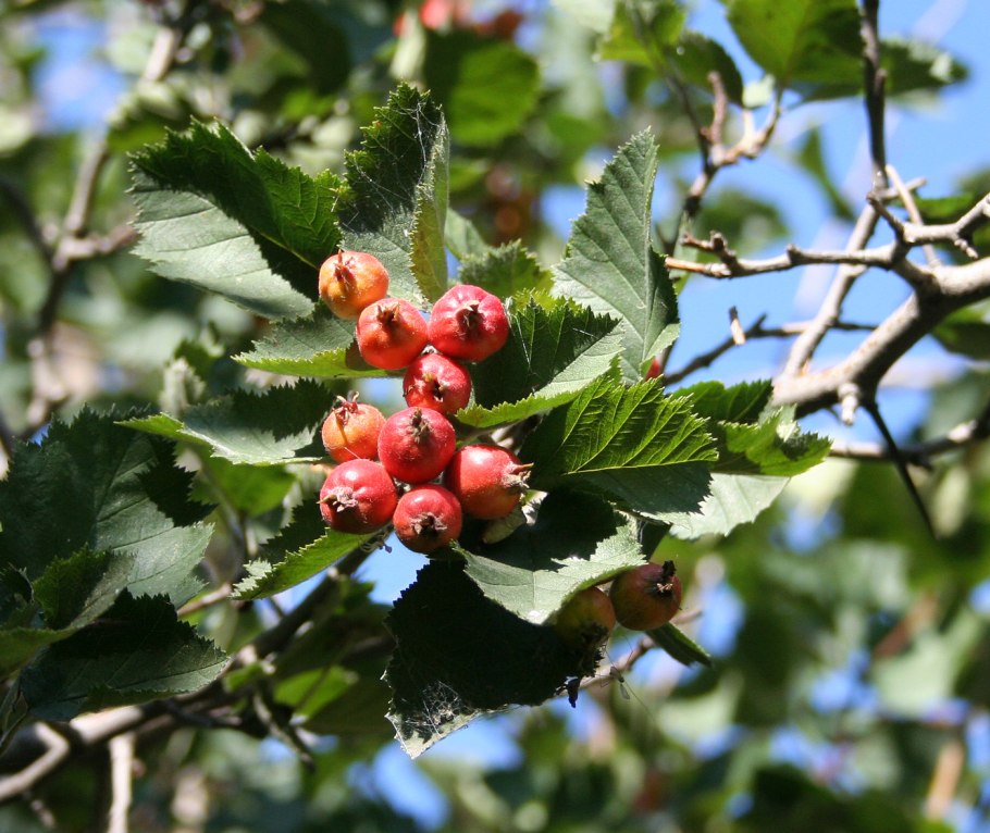 Боярышник Линнея Crataegus Linnaeana