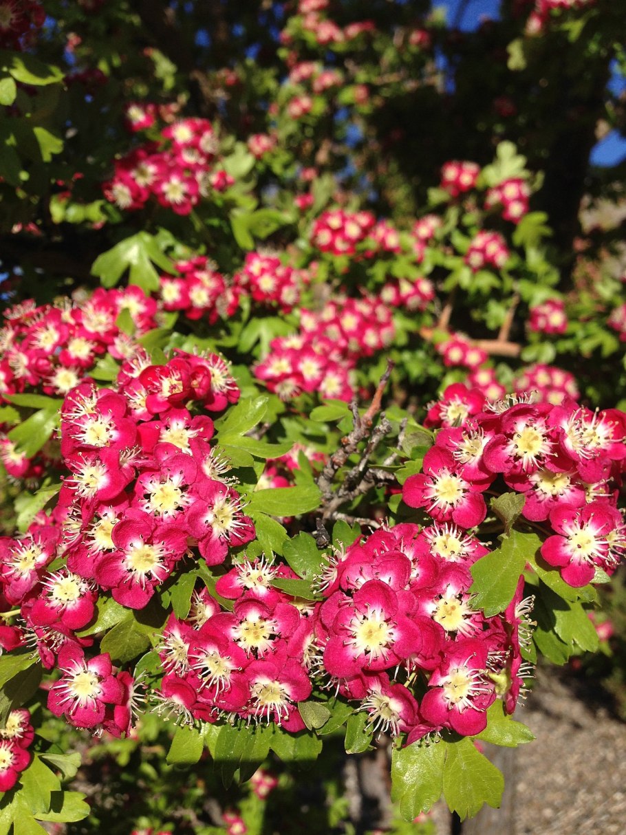 Crataegus curvisepala