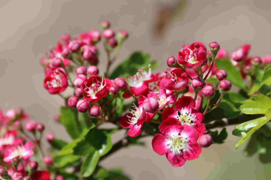 Боярышник однопестичный