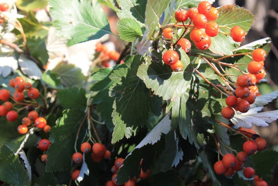 Боярышник Crataegus laevigata