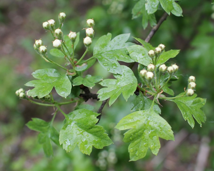 Crataegus monogyna