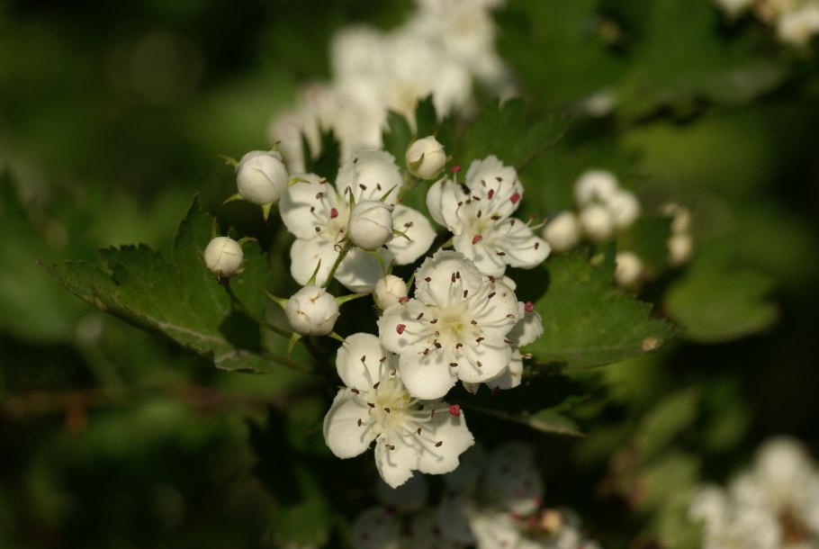 Crataegus mollis