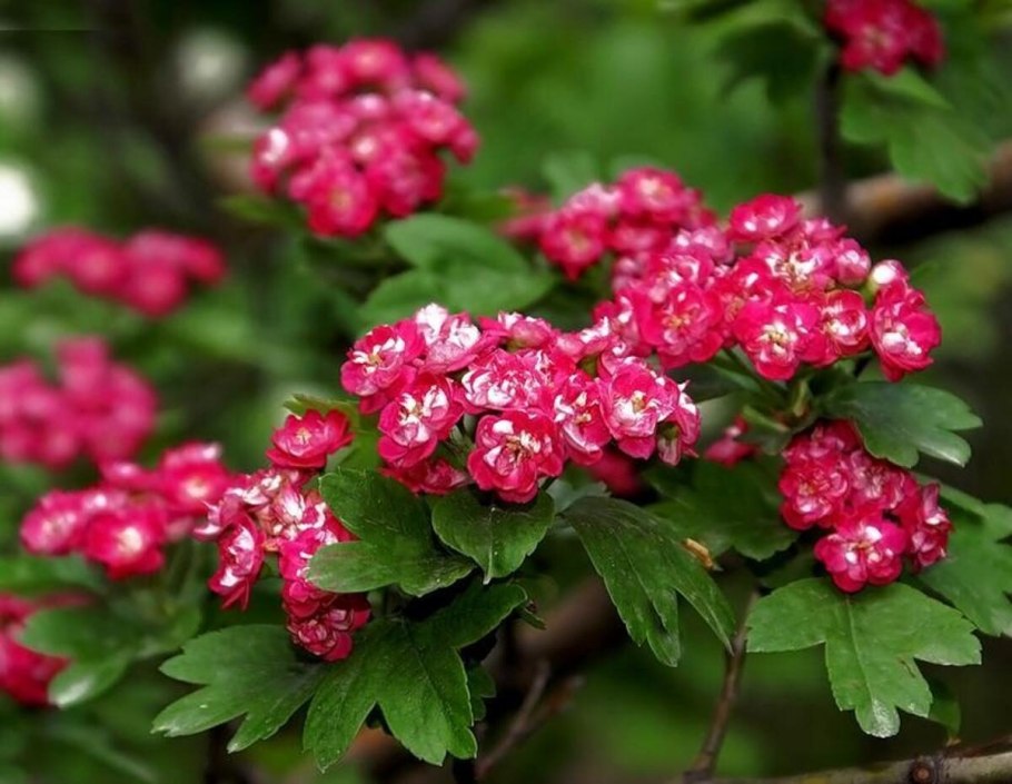 Дулана дарахти