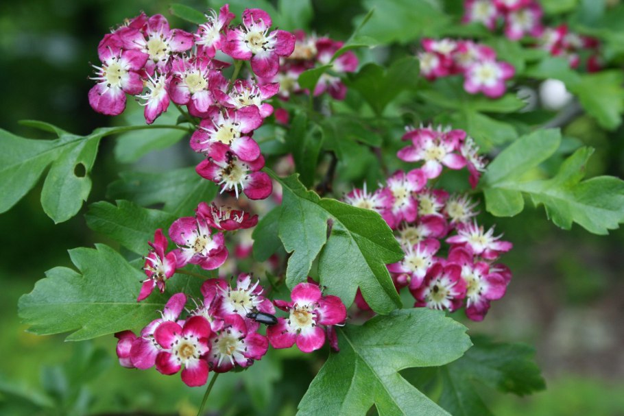 Боярышник однопестичный кустарник