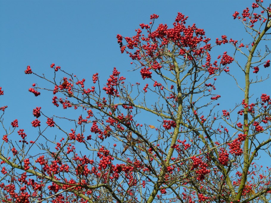 Боярышник Шовица