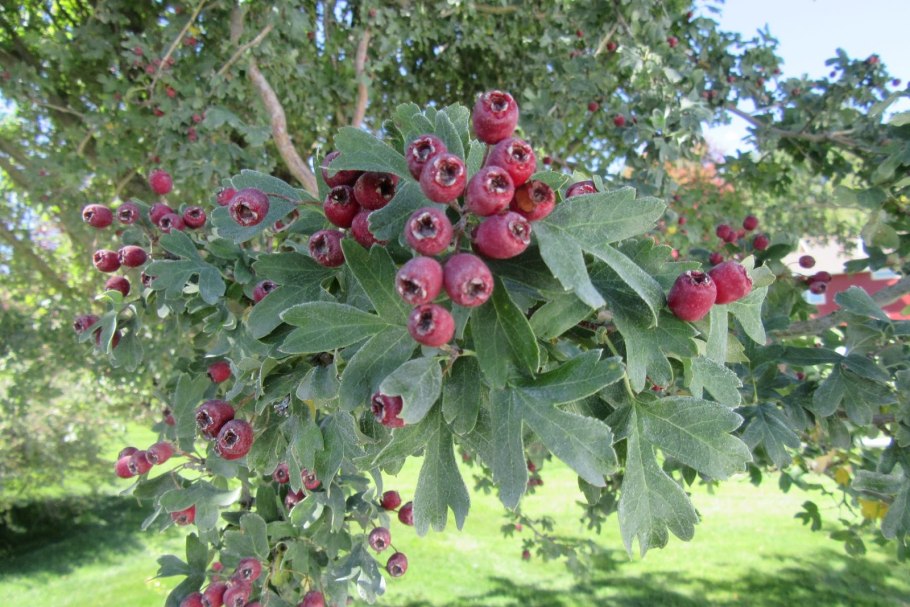Crataegus russanovii