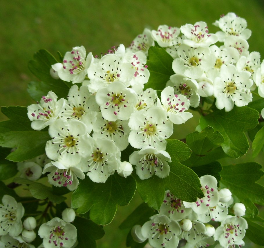 Боярышник розоцветный