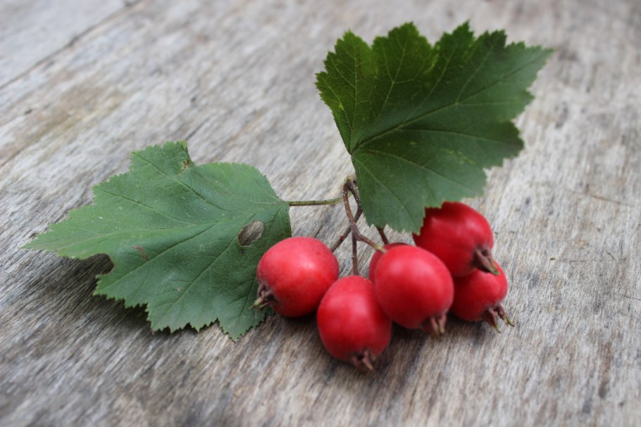 Боярышник Арнольда Crataegus arnoldiana