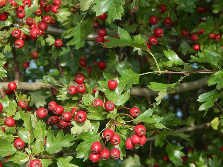 Боярышник Сибирский Crataegus sanguinea