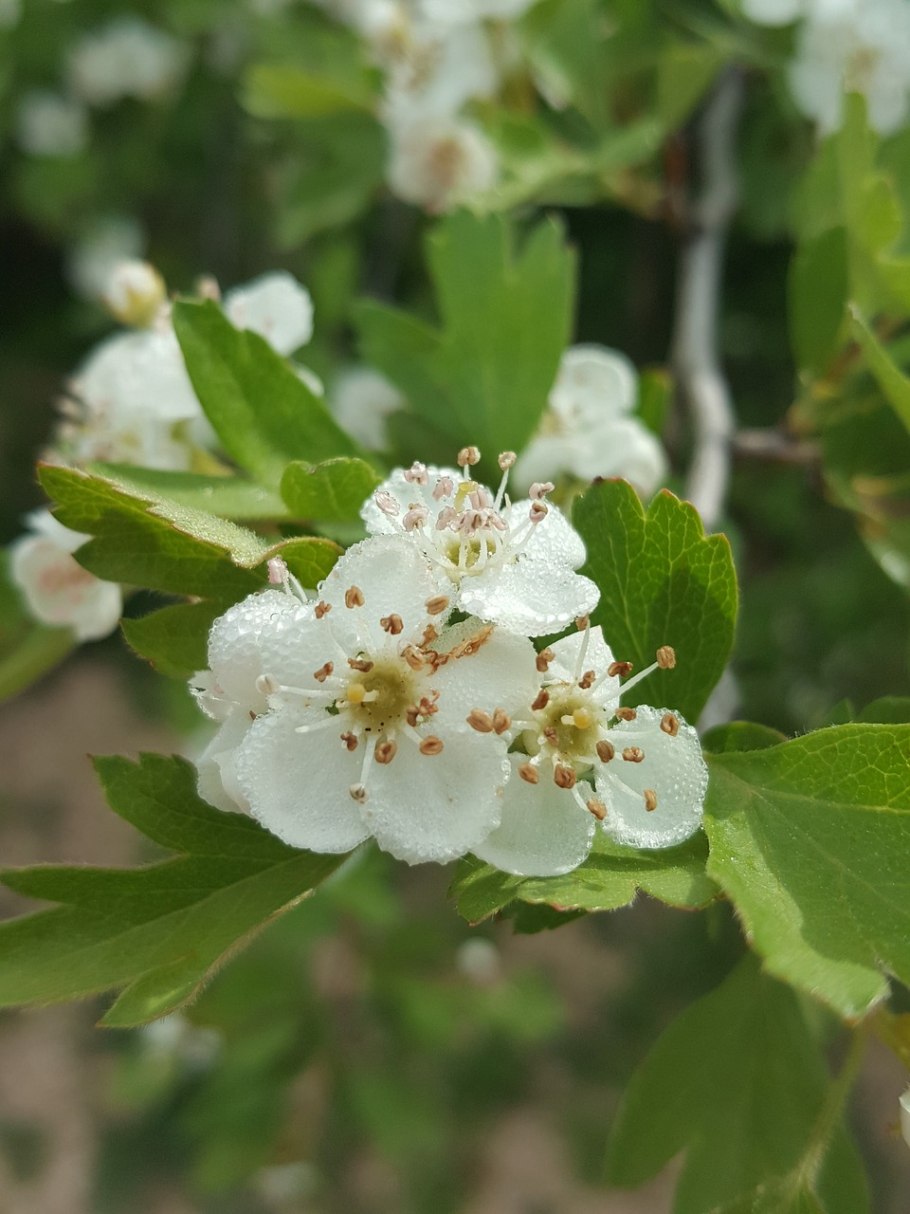 Боярышник зеленомясый (Crataegus chlorosarca)