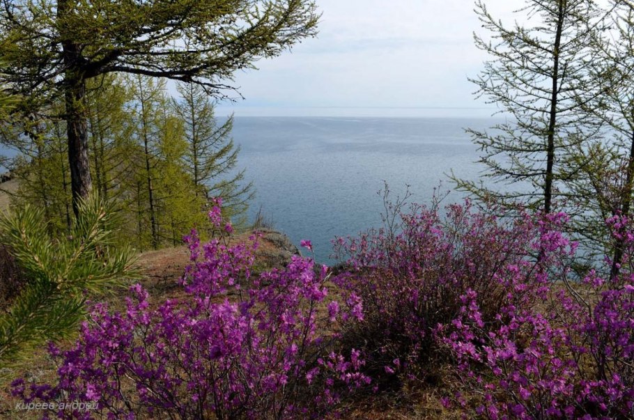 Флора Байкала эндемики