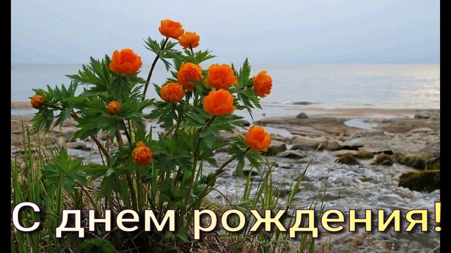 Купальница Байкальская