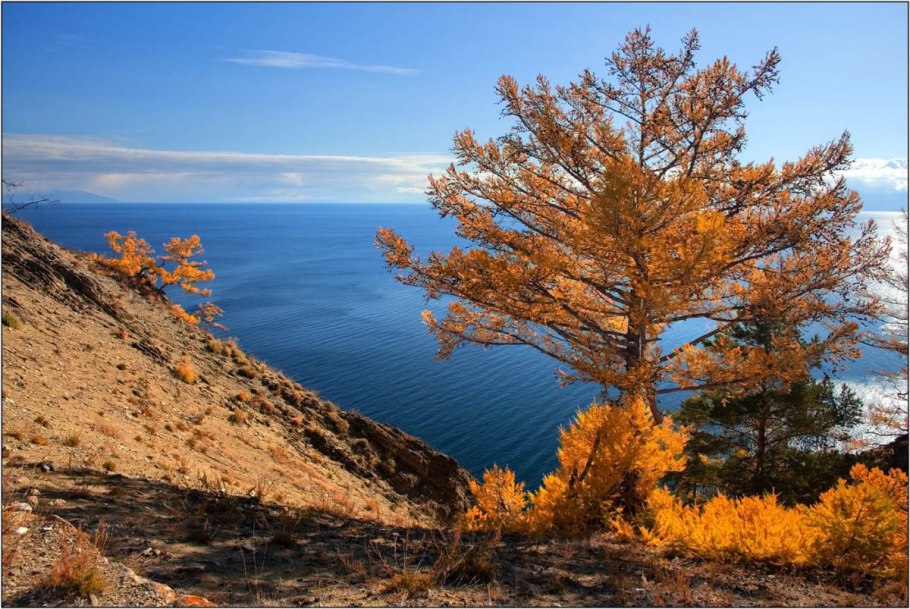Баргузинский заповедник растения