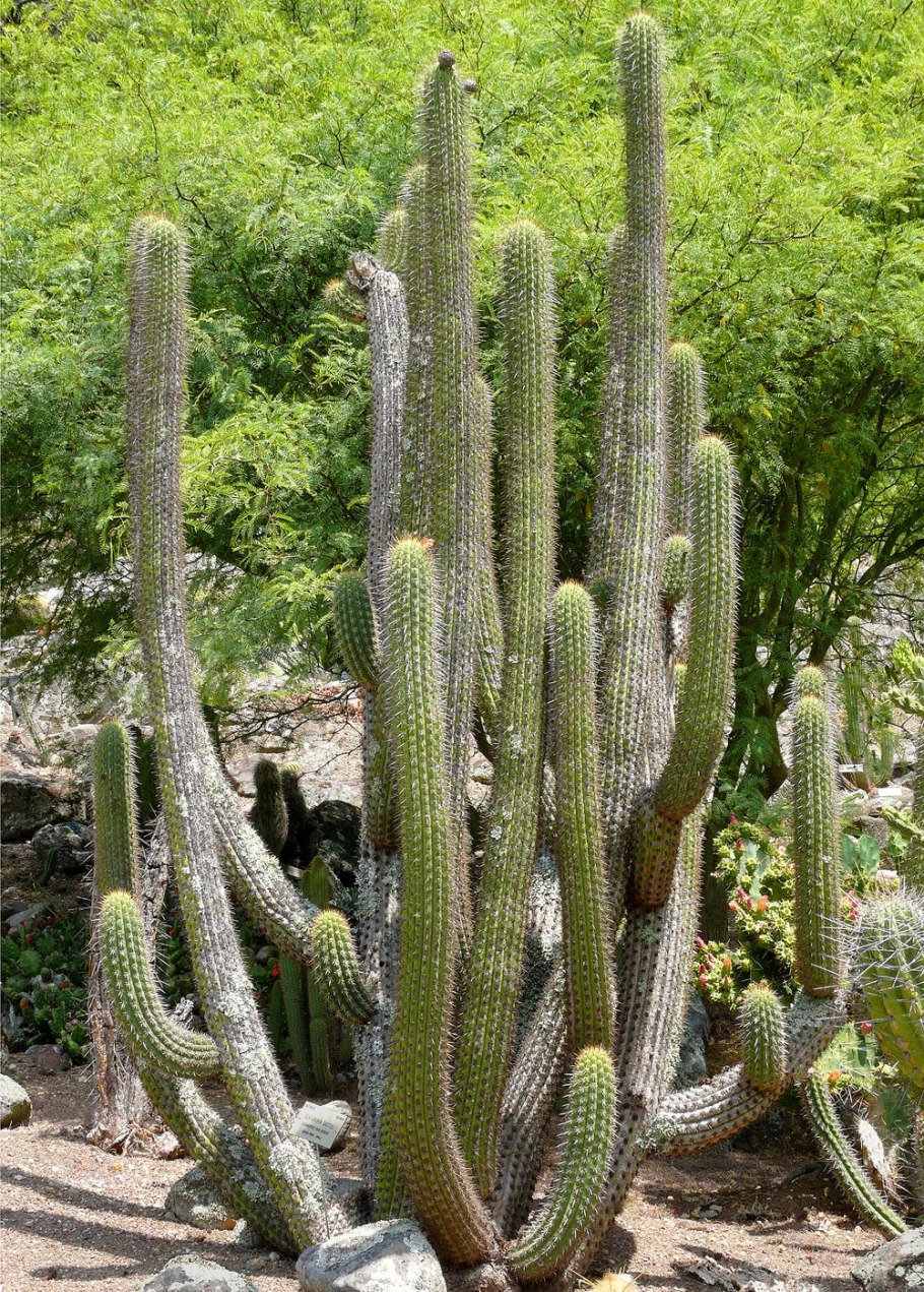 Опунция длинная