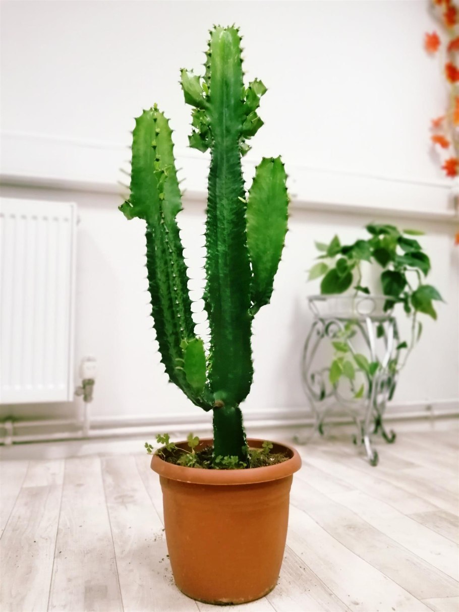 Кактусоподобные комнатные растения
