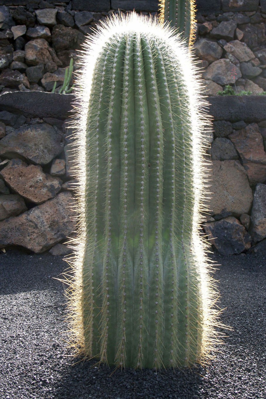 Кактус ламинария Акутус