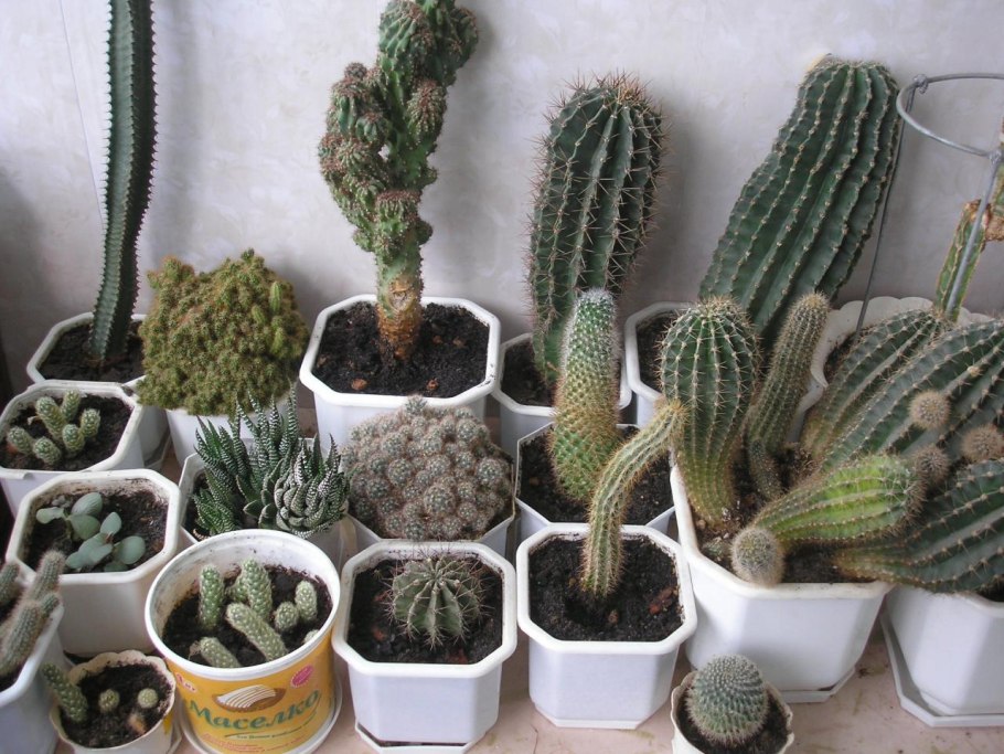 Хлороз суккулентов кактусов