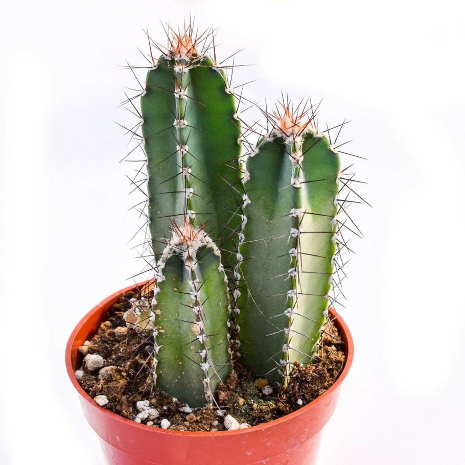 Клейстокактус изумрудный