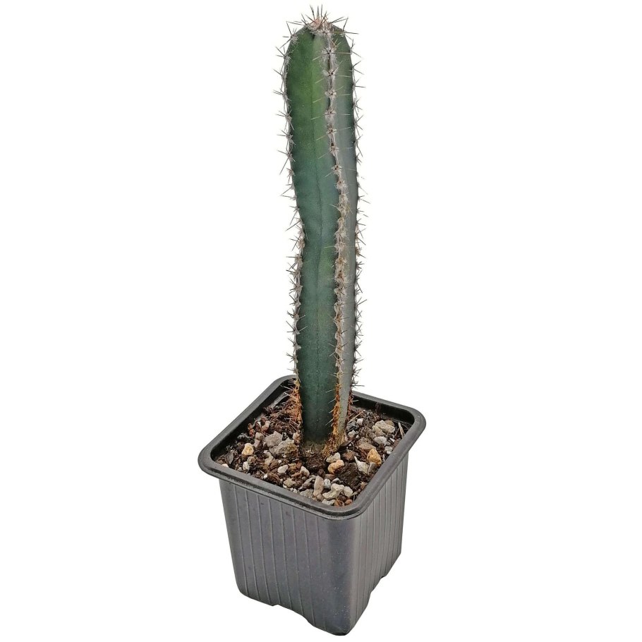 Цереус перуанский Валидус