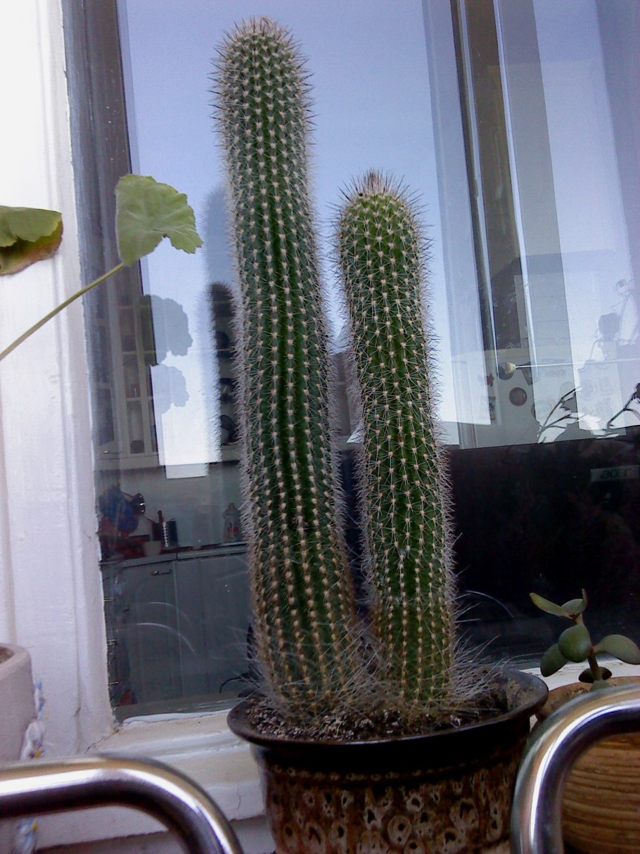 Большие кактусы комнатные