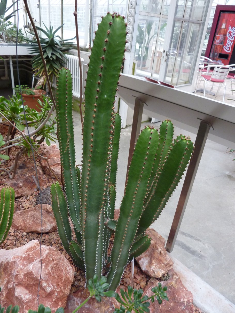 Эуфорбия молочай трёхгранный