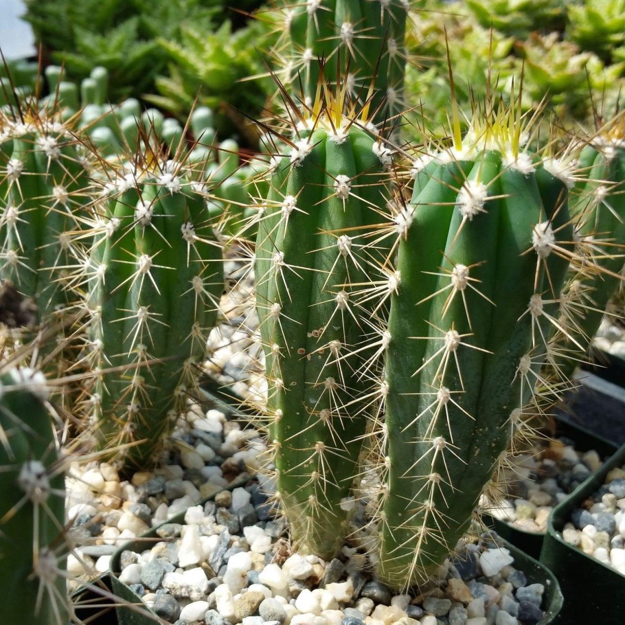 Кактус высокий фото