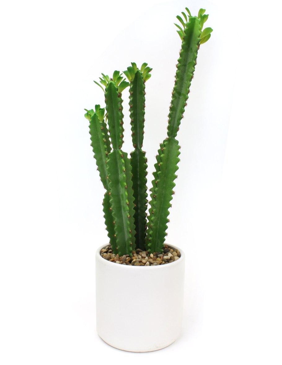 Молочай трехгранный