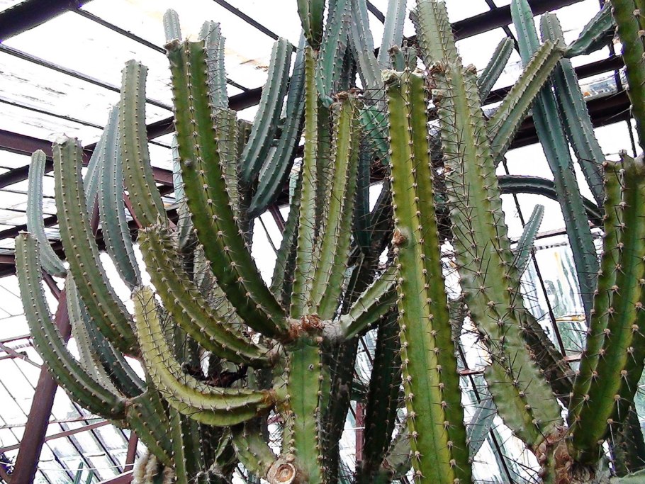 День кактуса 10 мая