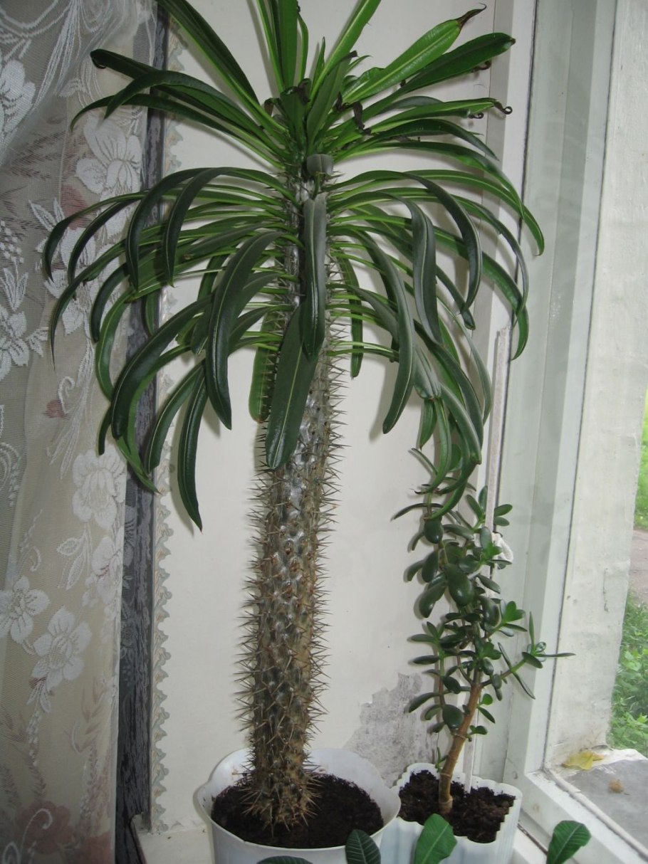 Кактусы комнатные