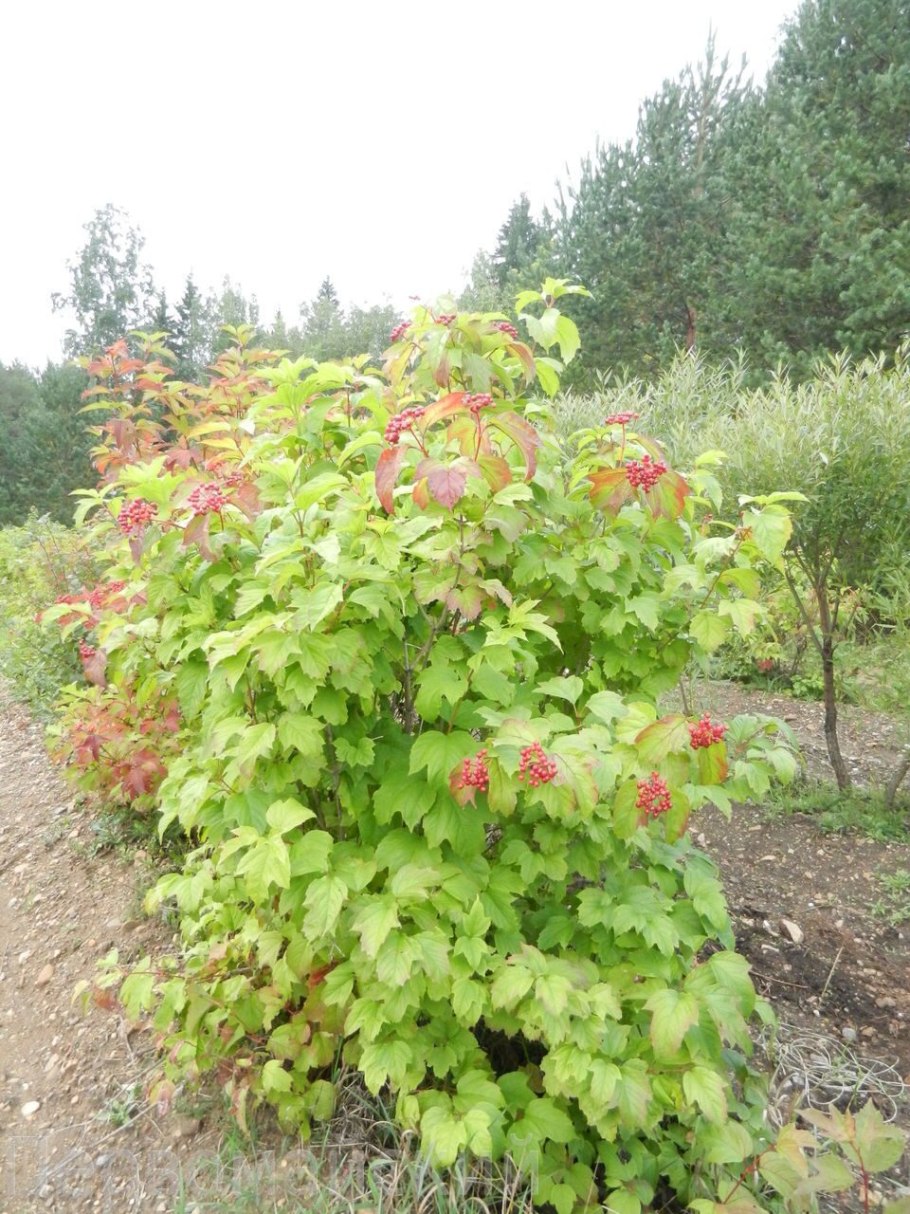 Калина на даче