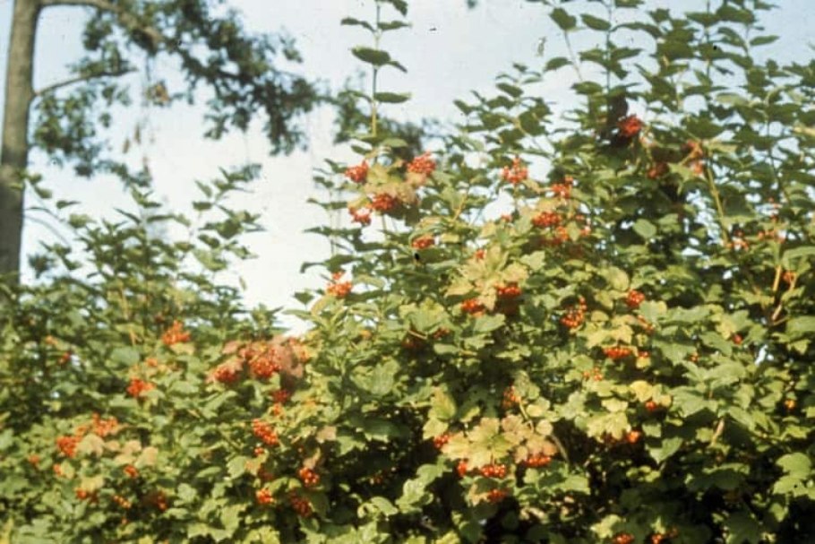 Калина Саржента осенью