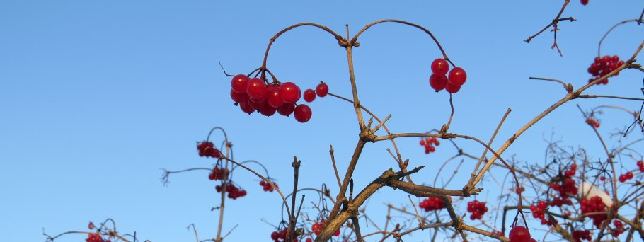 Из семейства калиновых