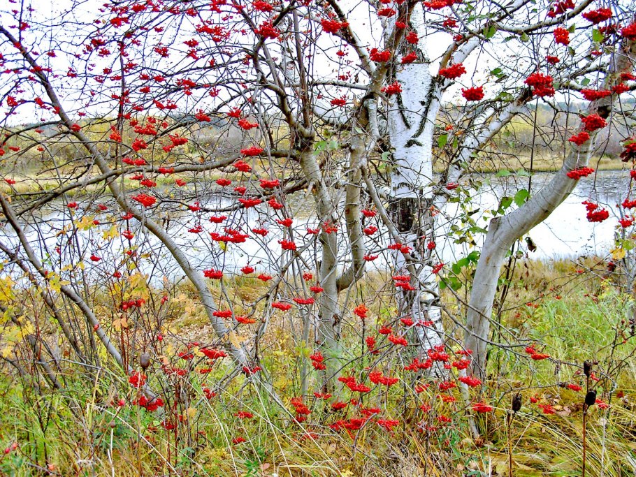 Картинки Дикие кустарник