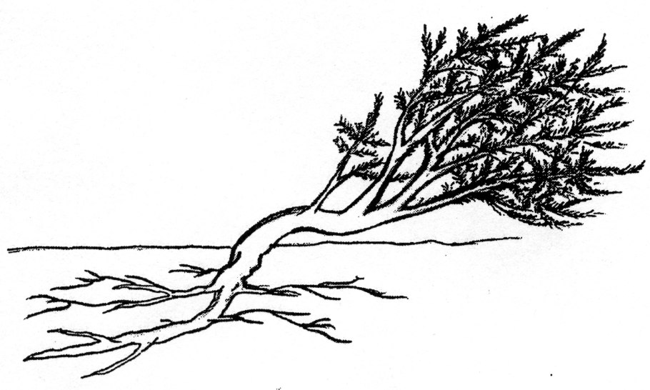 Калина бархатная какие цветы