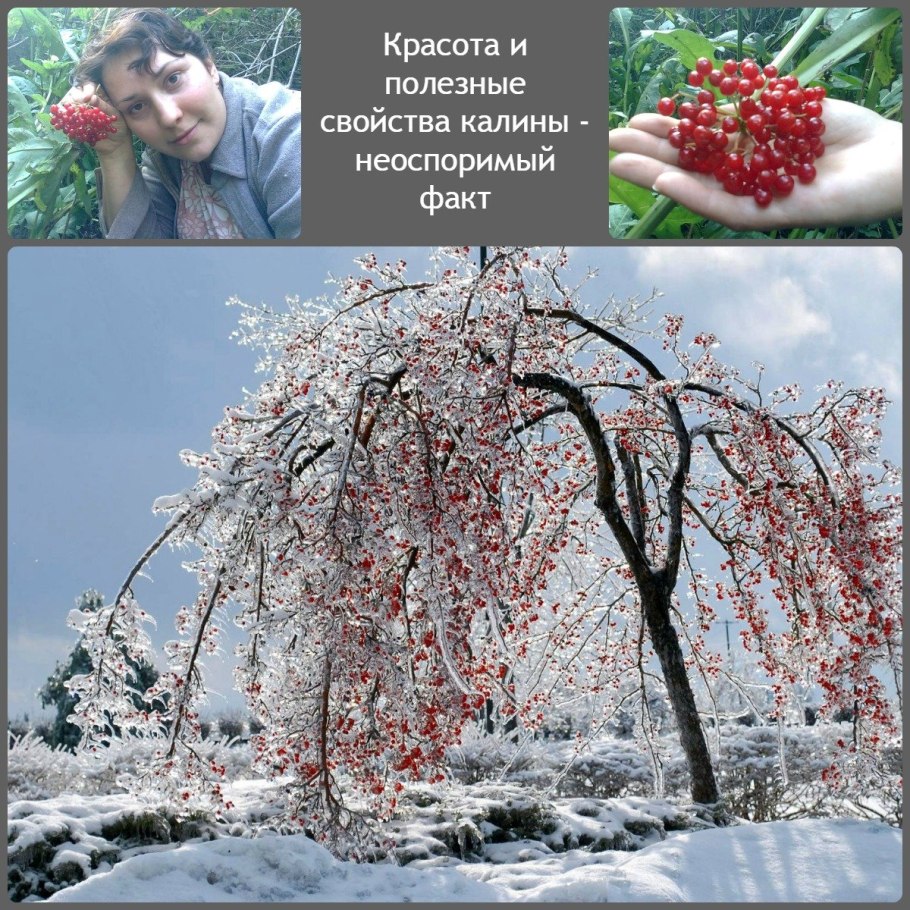 Калина растение
