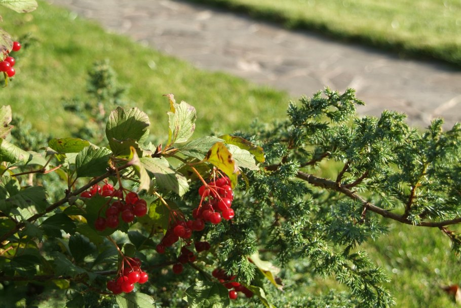 Куст калины без листьев