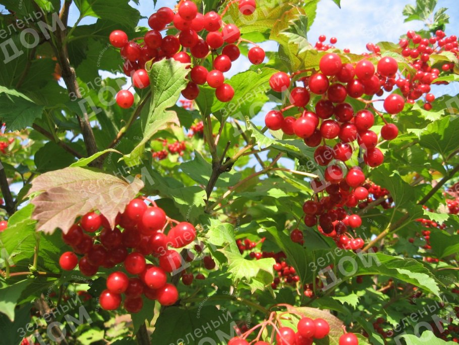 Калина обыкновенная осенью