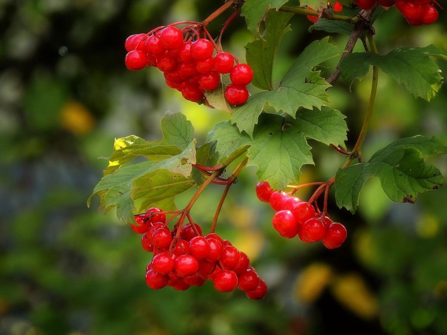 Глубина корней сидератов