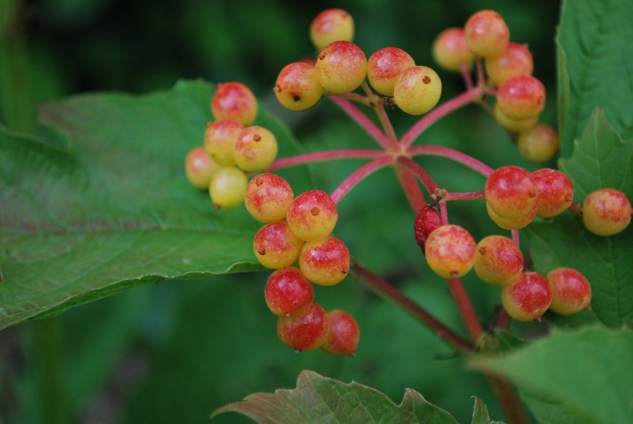 Биология деревья и кустарники