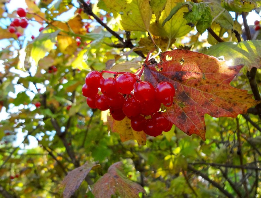 Правильная обрезка ремонтантной малины