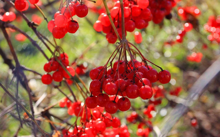 Места произрастания калины обыкновенной в Ленинградской области