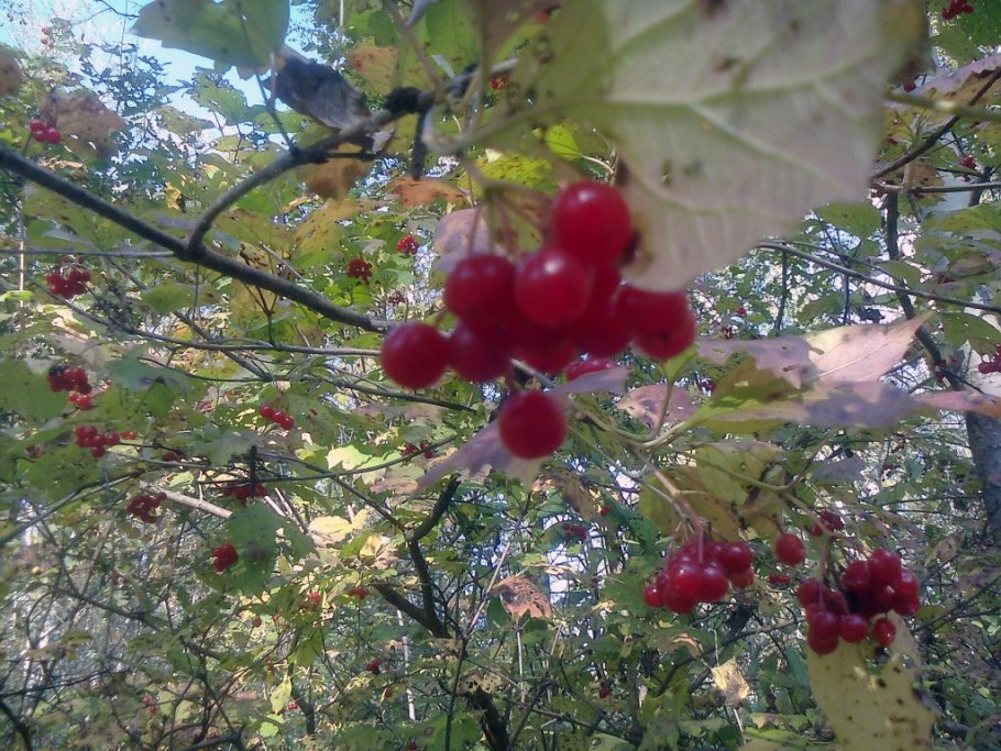 Куст калины поздней осенью