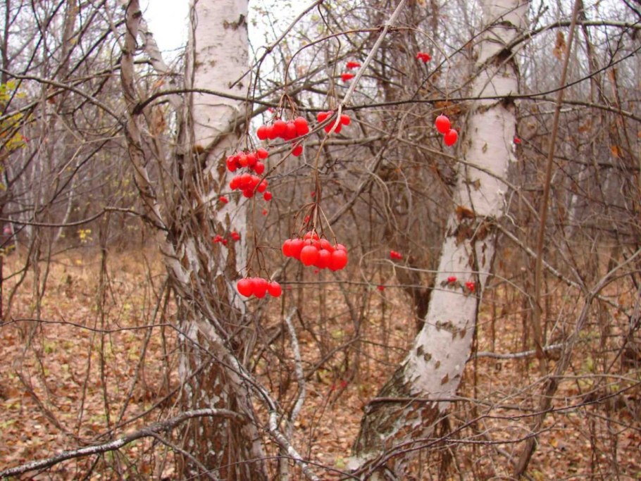 Калина бульденеж штамбовое дерево