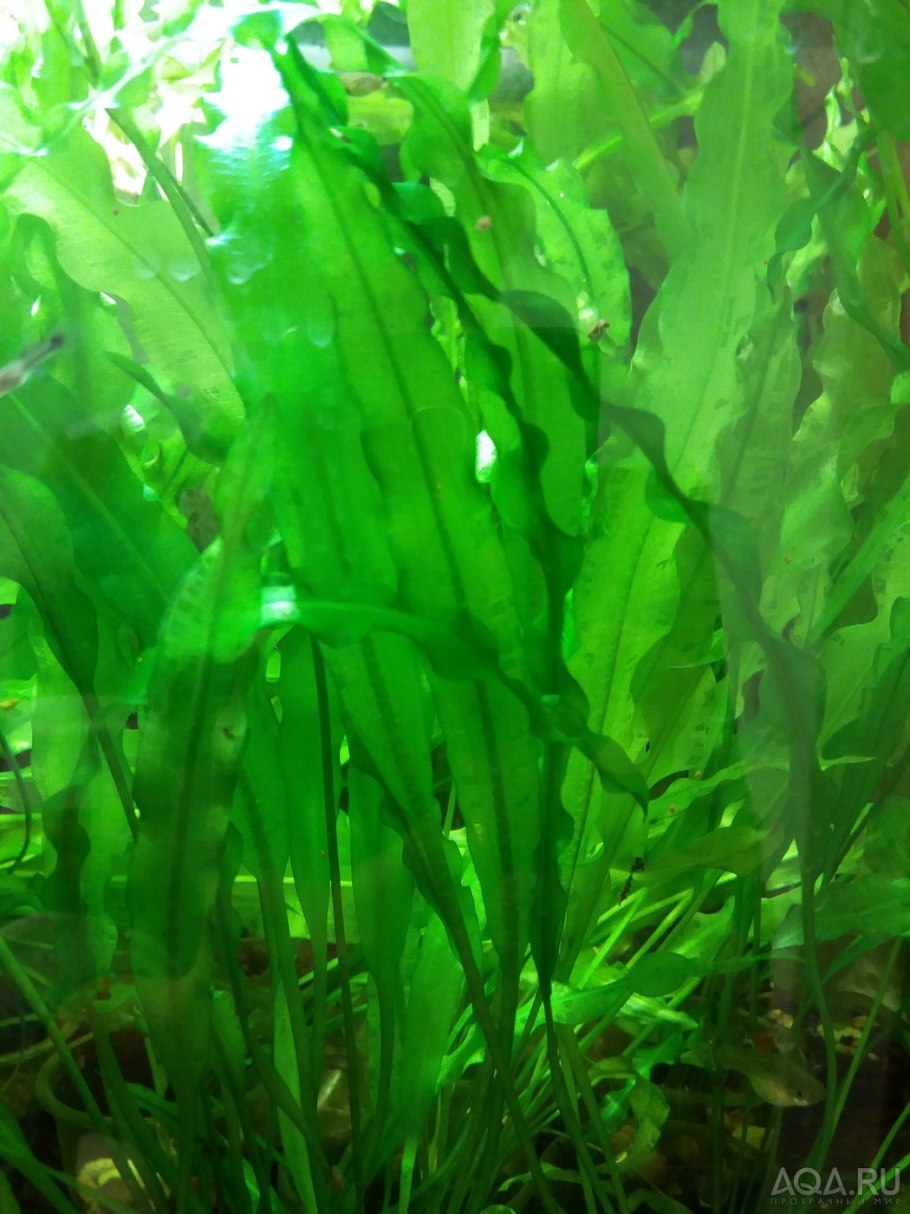 Апоногетон Капурони (одиночное растение)